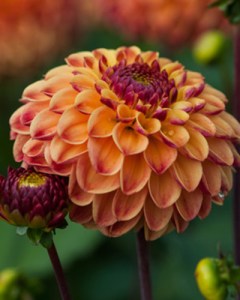 dahlia-sunny-boy-i.jpg